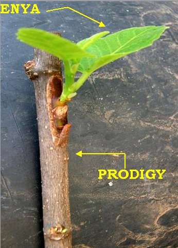 Tarde o temprano pondr�amos algo as�